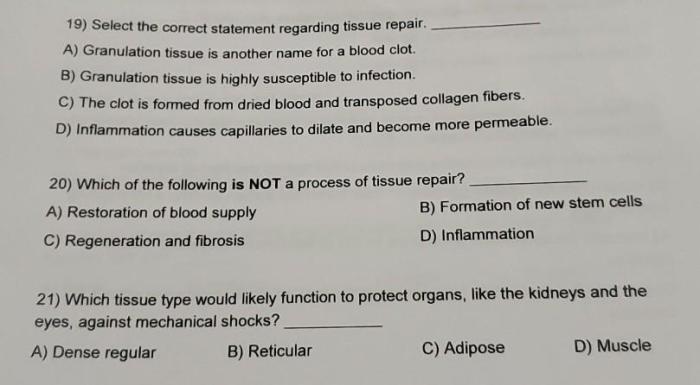 Select the correct statement regarding the cells of connective tissue