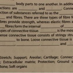 Select the correct statement regarding the cells of connective tissue