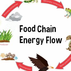 Food pyramids webs chains chain web ecological energy class biology