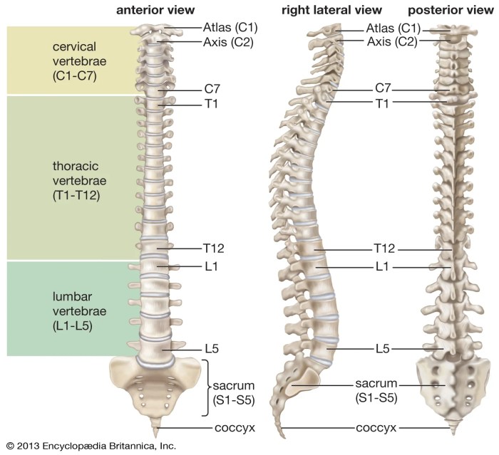 Spinal cord diagram anatomy functions section cross