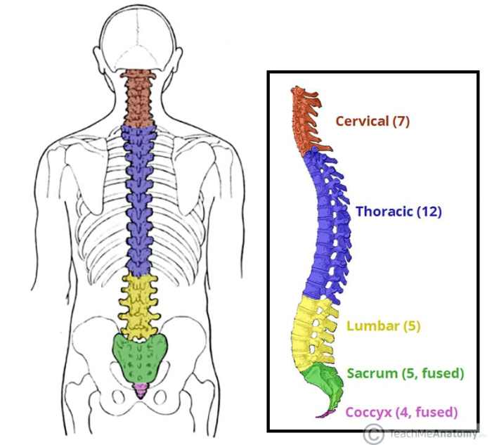 Use the diagram to match the regions of the spine