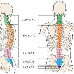 Use the diagram to match the regions of the spine