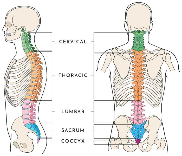 Use the diagram to match the regions of the spine