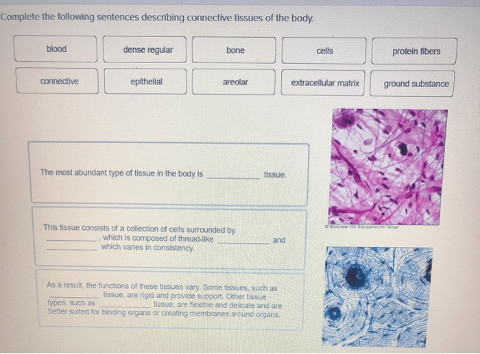 Select the correct statement regarding the cells of connective tissue